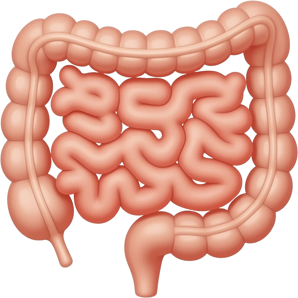 appendix in bowel anatomy image, appendix with red colouring emoji