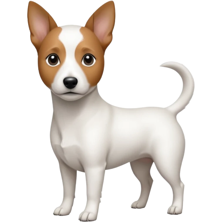 a fully white jack russell the size of a kelpie with a half white face emoji