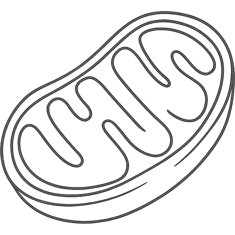 mitochondrion, mitochondrial biogenesis, step 3, pen drawing schematic style on white paper, isolated on white background emoji