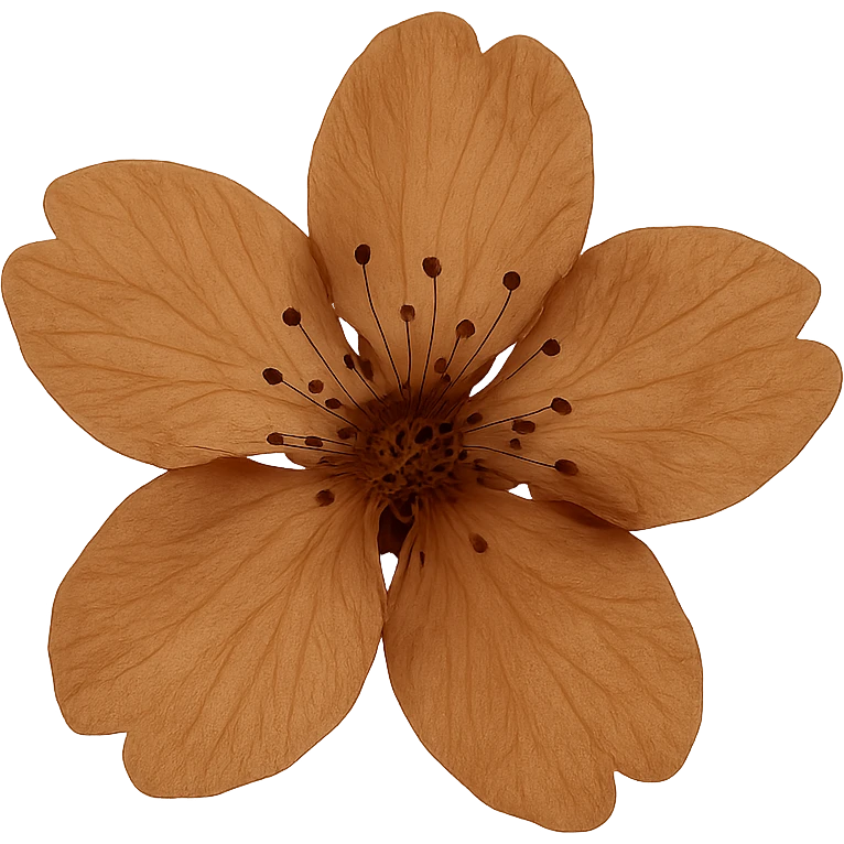 show  one brown cherry blossom without a stem , remove background emoji