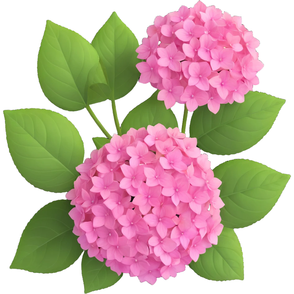 pink hydrangea flower with green leaves, top view emoji