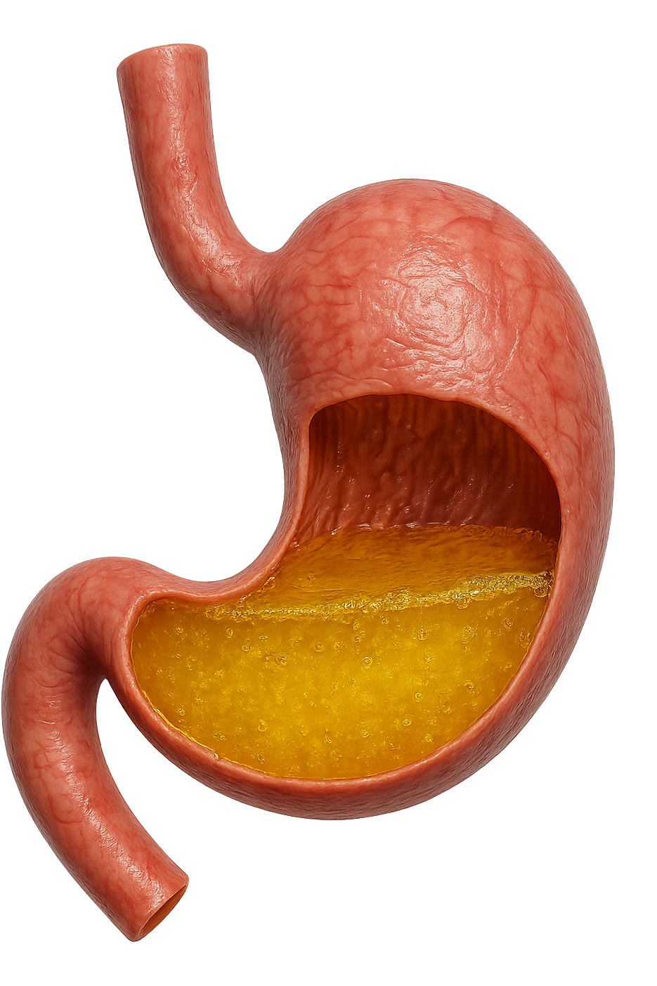 STOMACO ANATOMICO UMANO CON ACIDO GIALLO ALL'INTERNO
IPERREALISTICO 4K, SFONDO BIANCO emoji