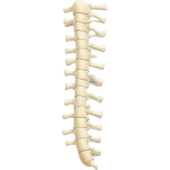 spine emoji
