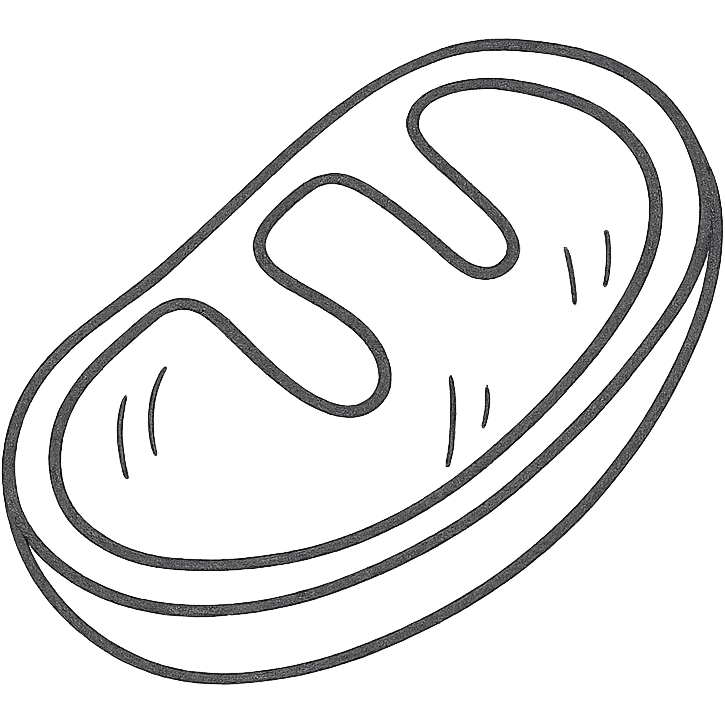 mitochondrion, mitochondrial biogenesis, step 2, pen drawing schematic style on white paper, isolated on white background emoji