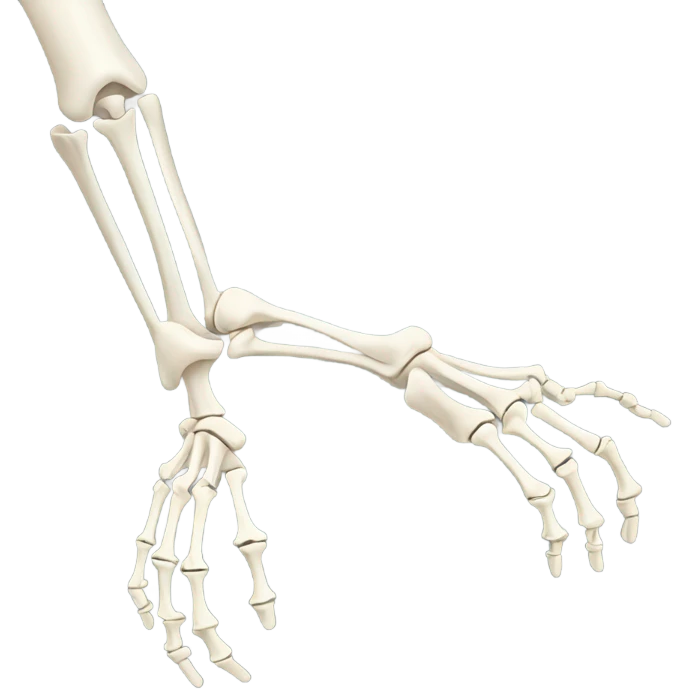 anatomy arm bones emoji