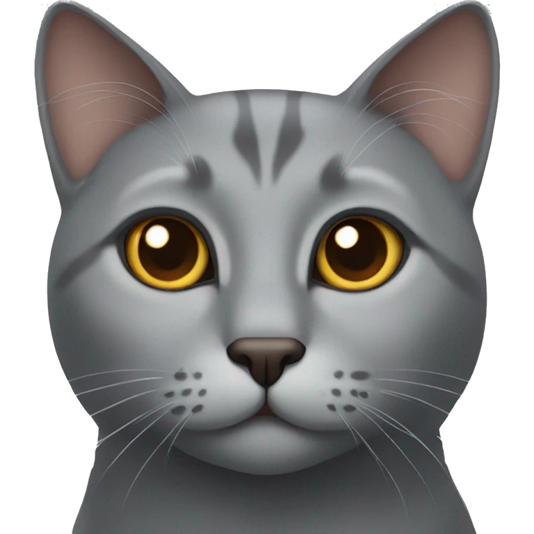 Gray cat with brown eyes  emoji