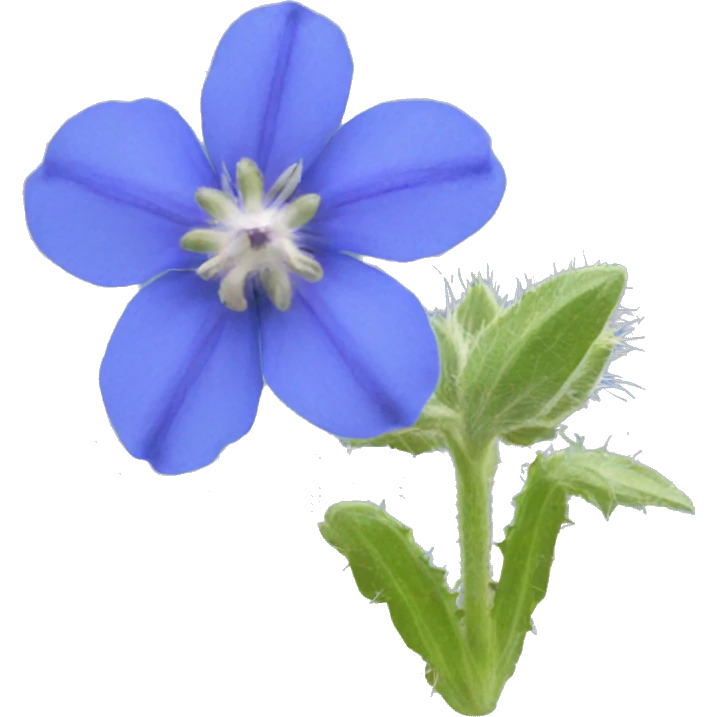 borage flower emoji