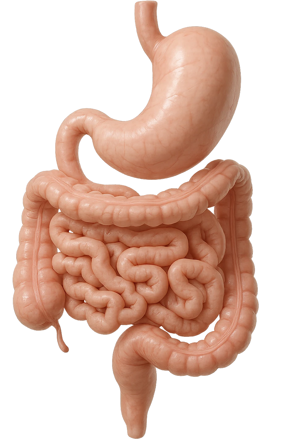 stomaco e intestino sono collegati, colore chiaro, iperrealistico 4k emoji