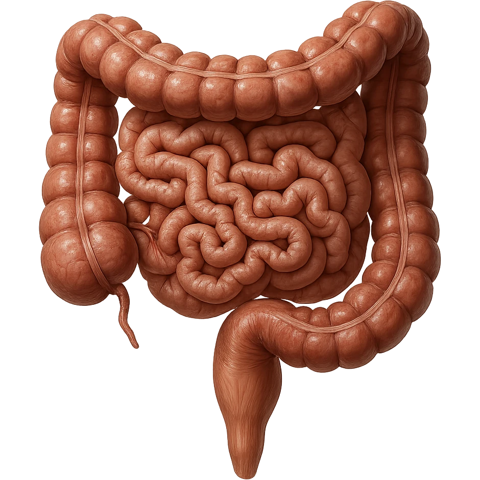 intestino umano anatomico iperrealistico 4k emoji