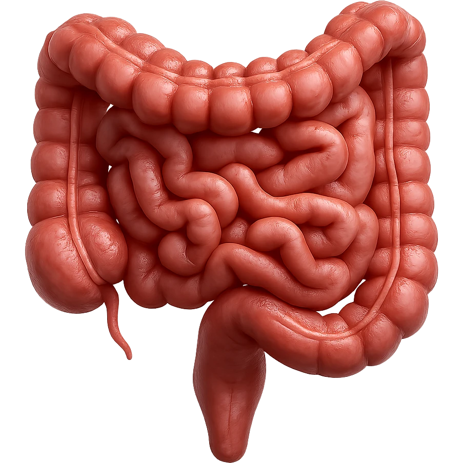 intestino umano anatomico, iperrealistico 4k, ISOLATA SU SFONDO BIANCO emoji