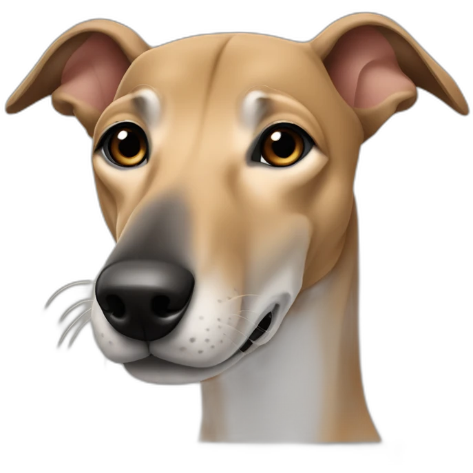 tan greyhound with all tan nose faint black brindle striping that looks like eyebrows emoji