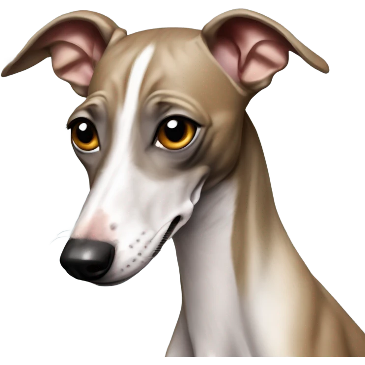 Italian greyhound drools. emoji