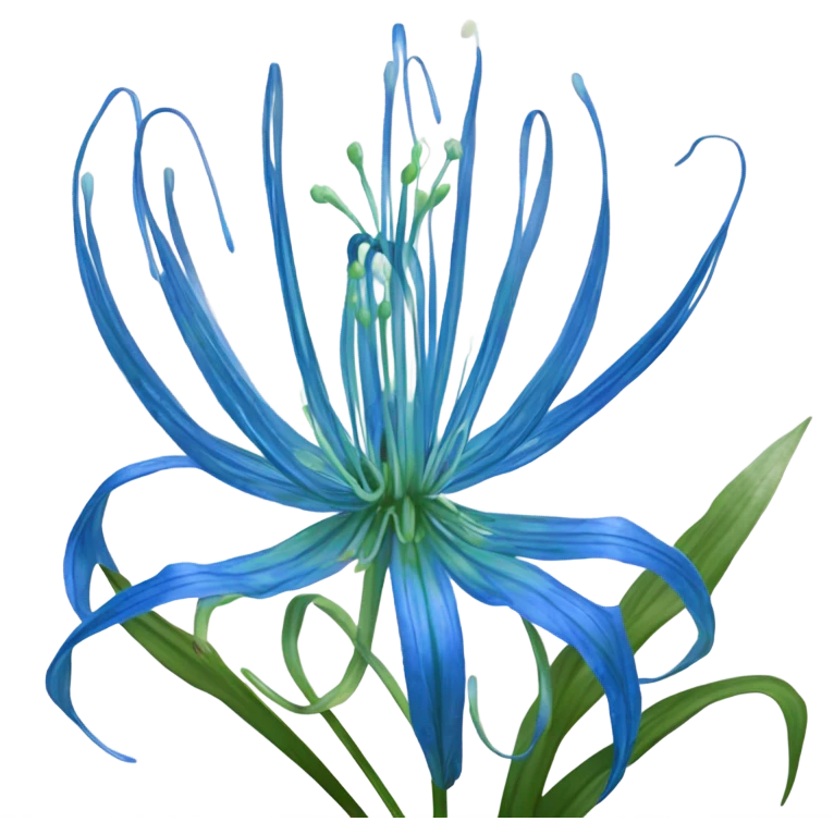 Blue spider lily emoji