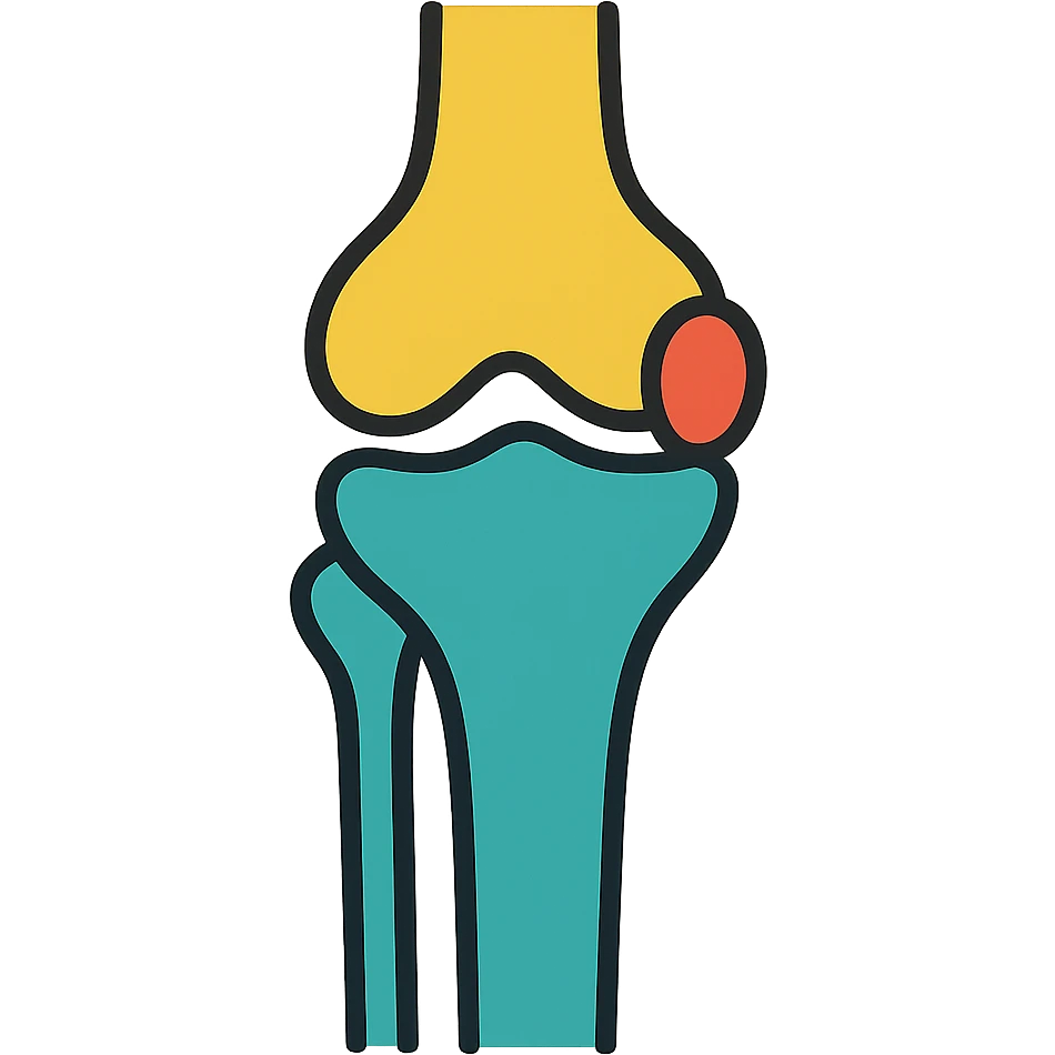 anatomical illustration of human knee joint bones showing femur, tibia, fibula and patella emoji