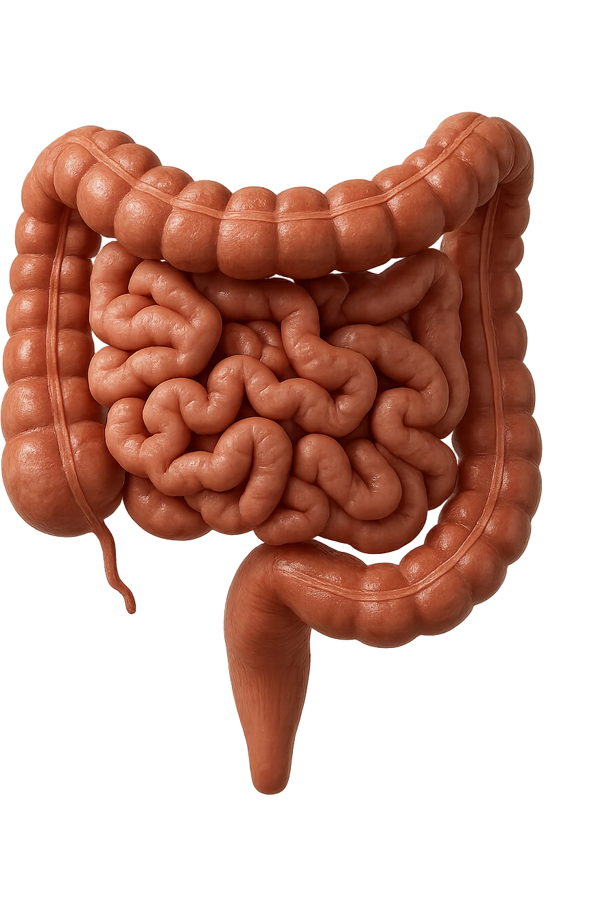 intestino umano 3d emoji