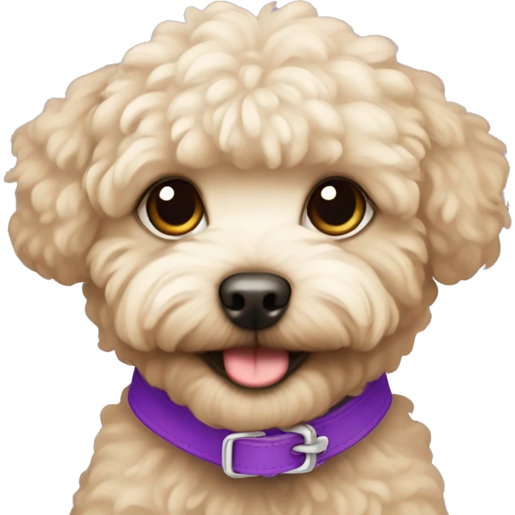 beige maltipoo with a purple collar emoji