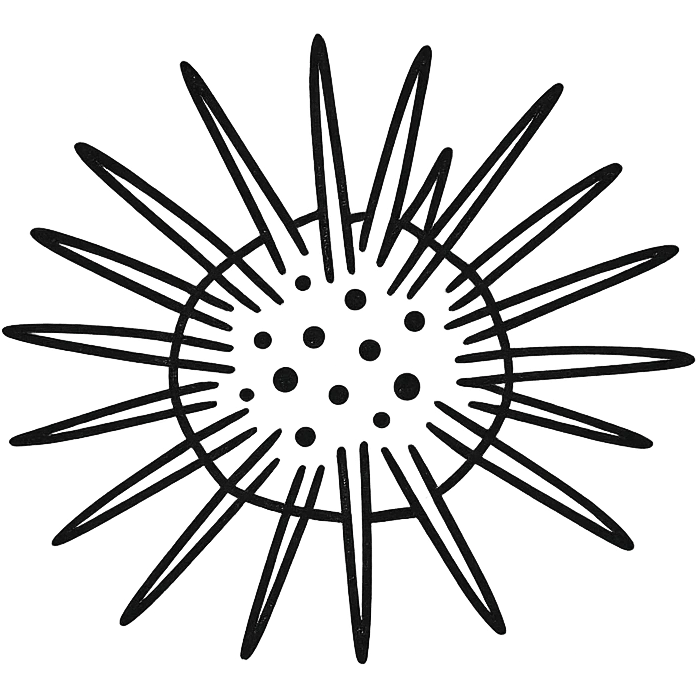 Sea urchin illustration in a clean, hand-drawn style with red lines, minimal design, no text, transparent background, with denser spines, matching the style of the reference logo. emoji