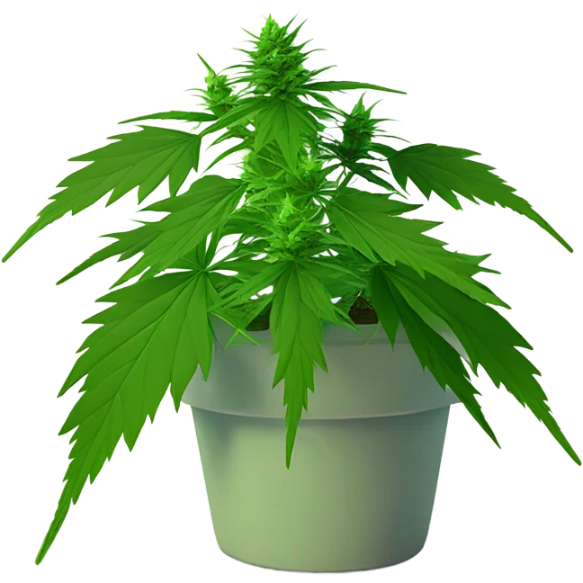 low poly Potted Indica weed cute  emoji