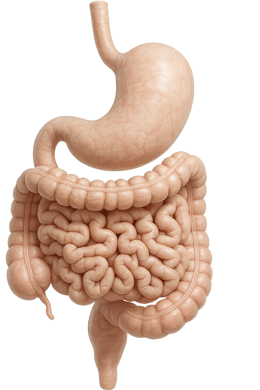 stomaco e intestino sono collegati, colore chiaro, iperrealistico 4k emoji
