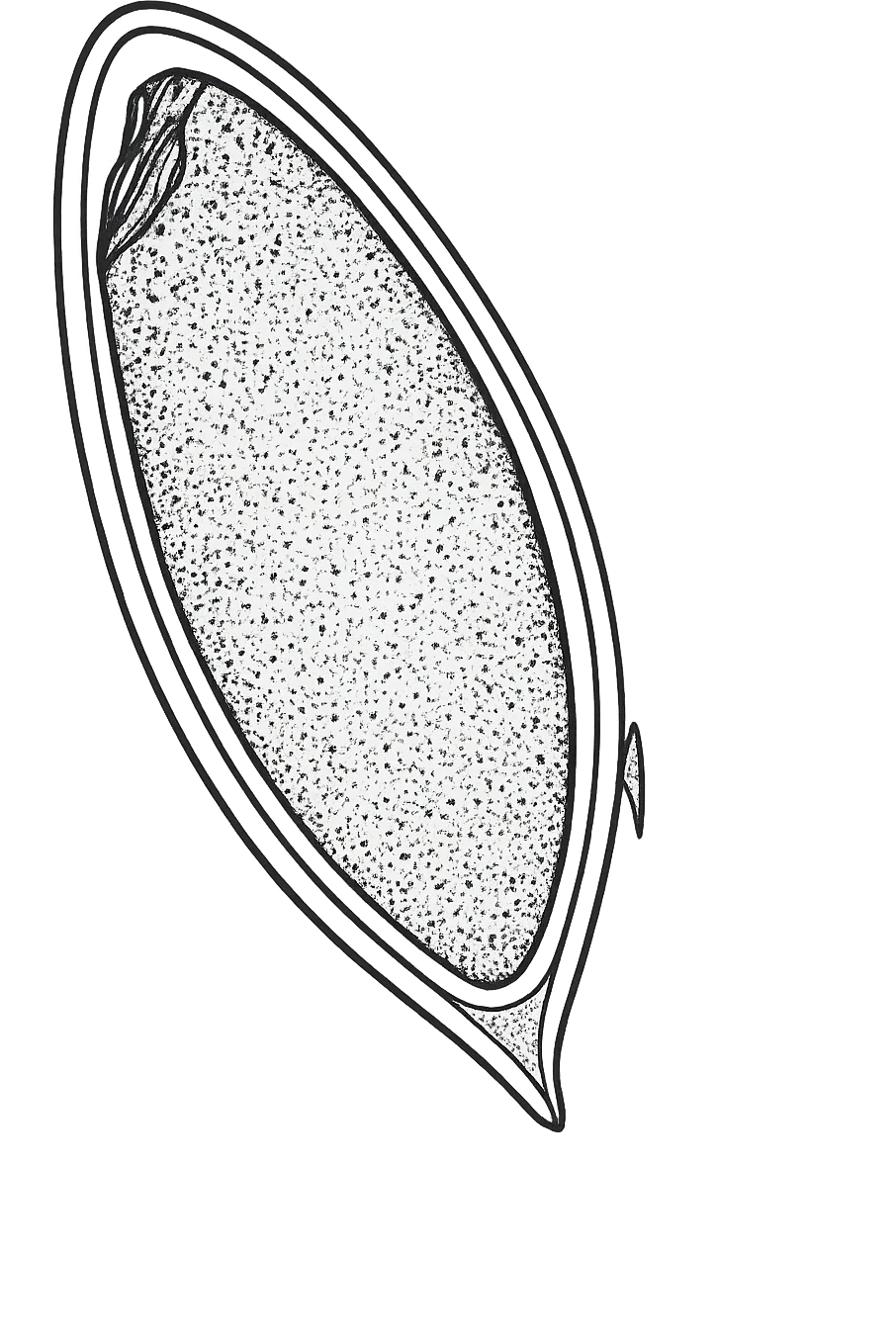 batterio Schistosoma haematobium emoji