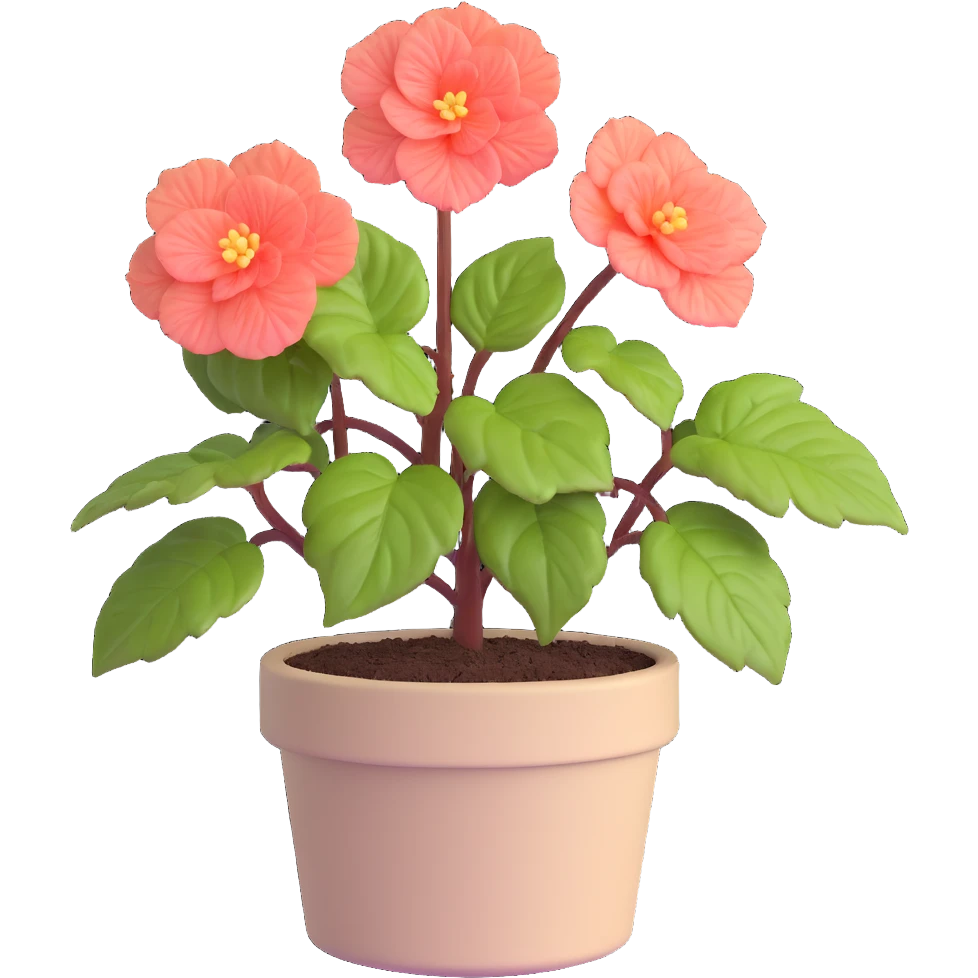 Begonia Rex plant in a beige pot with spiral leaf pattern emoji
