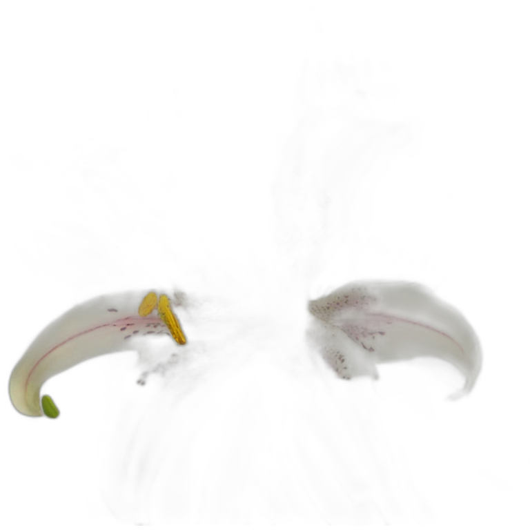 Humboldt lily emoji