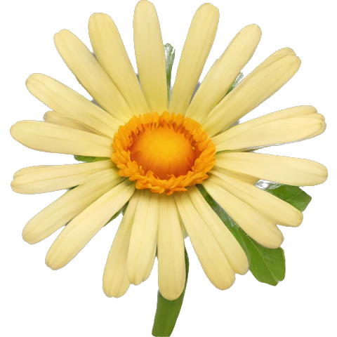 Calendula flower  emoji