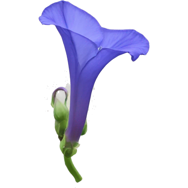 Clitoria ternatea flower emoji