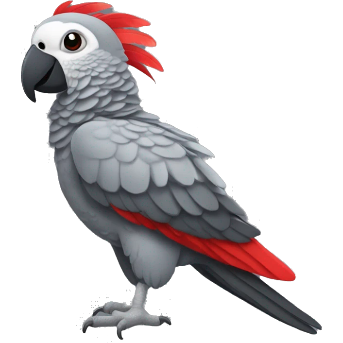 African grey parrot with red feather on his tail and not on his head with dark grey beak without red emoji