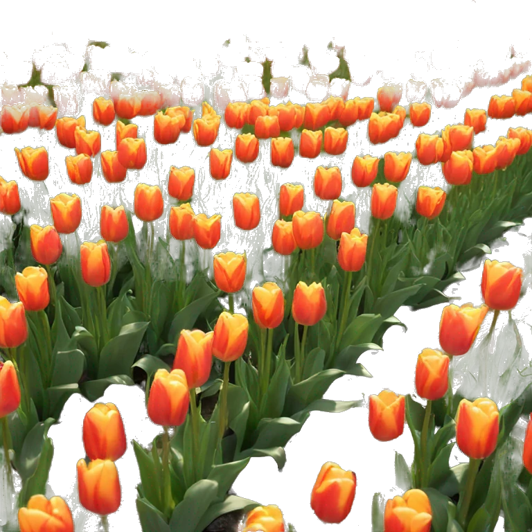 Sun shine on tulips emoji