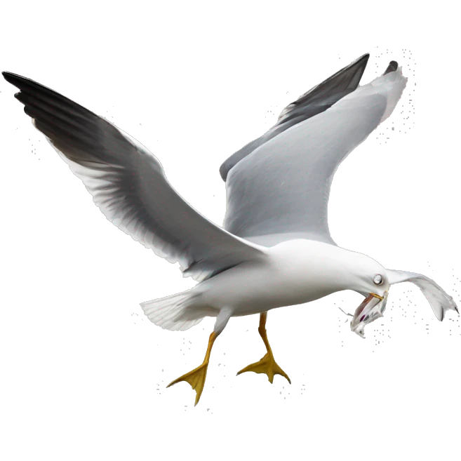 Herring gull fighting with hooded croq emoji