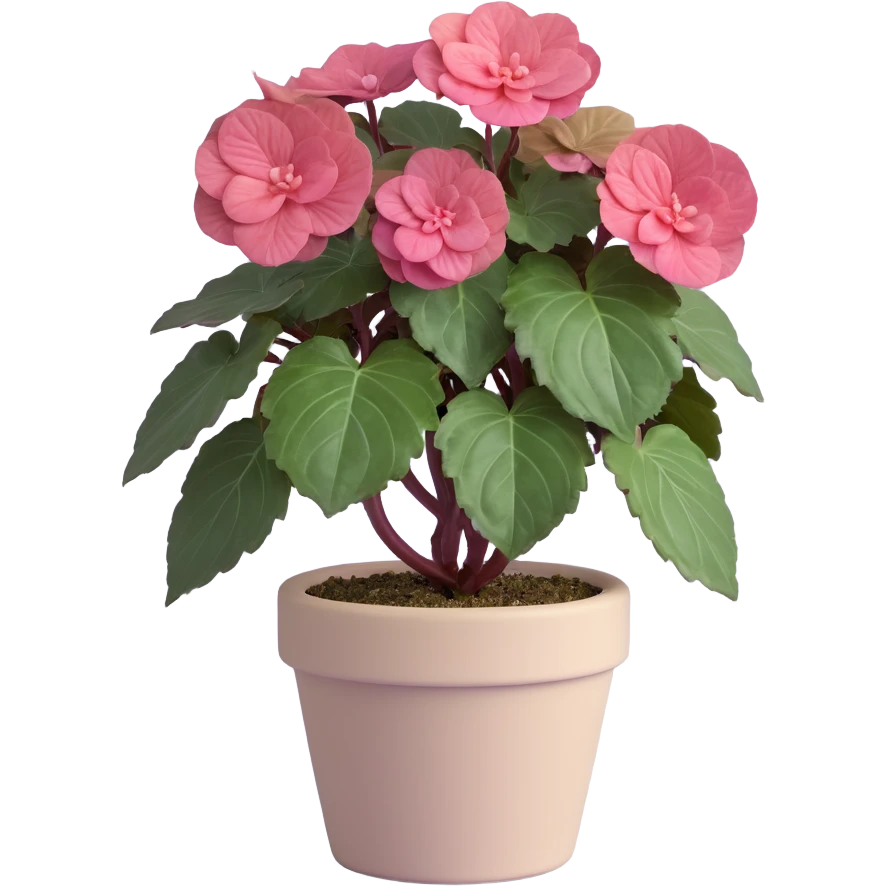 Begonia Rex foliage plant with only greenish-purple spiral patterned leaves in a beige pot, no flowers emoji
