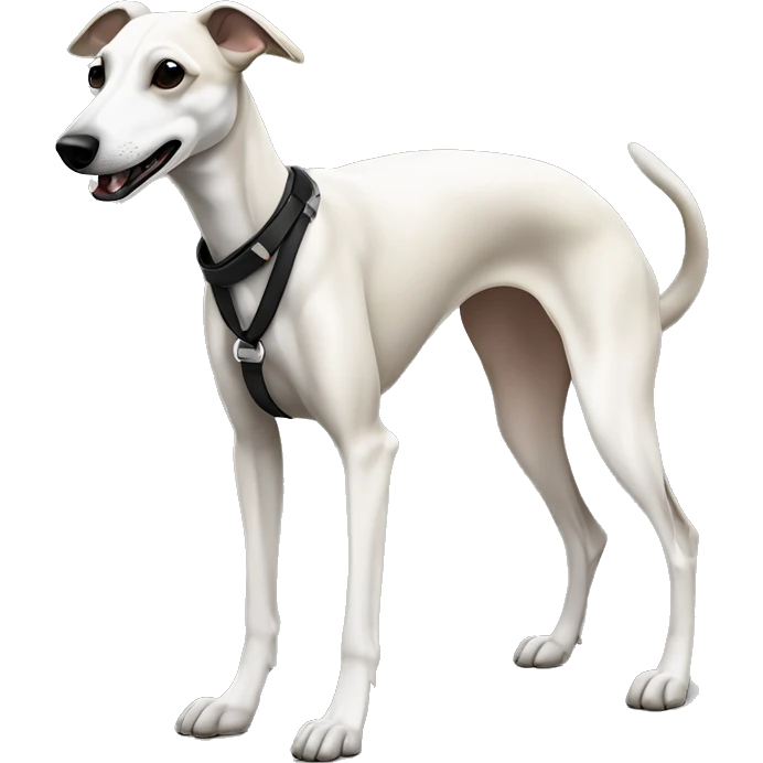 a beige whippet full body with his foot white color and a leash going out of frame, with a dark snout, black and white mouth patchy, White mask on the muzzle emoji