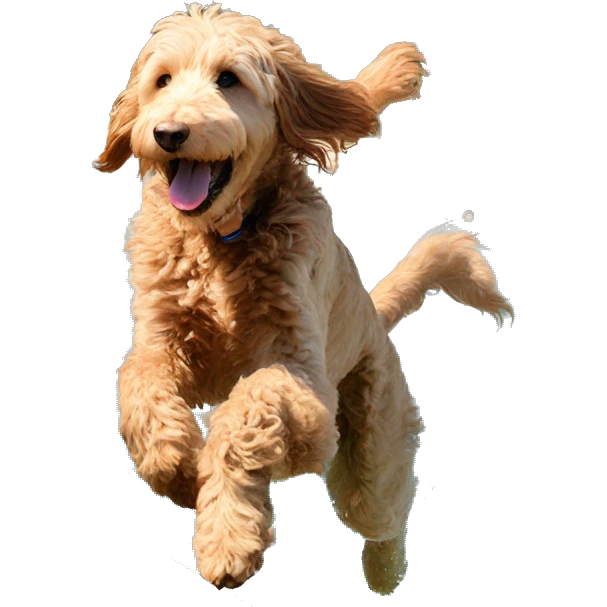 Goldendoodle jumping in pool emoji