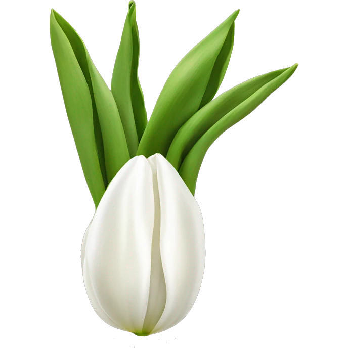 White tulips with a bow emoji