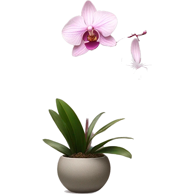 Ikebana orchid pink dainty plant emoji
