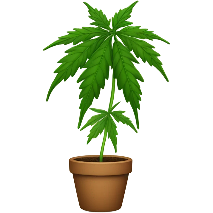 Potted Cannabis sativa tree proportionate apple emoji