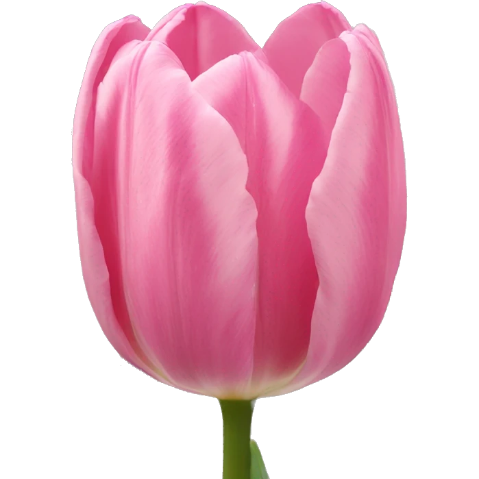 Tulip pink emoji