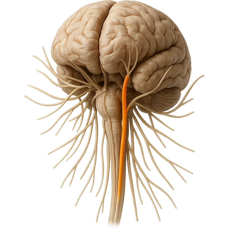 vagus nerve highlighted among other cranial nerves, hyper realistic 4K style, anatomical details, white background emoji