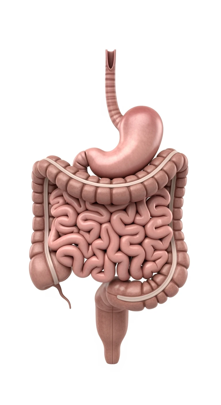 intestino umano anatomico, isolata su sfondo bianco emoji
