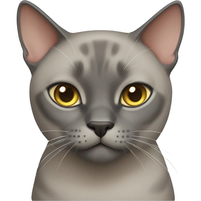 Burmese gray cat emoji