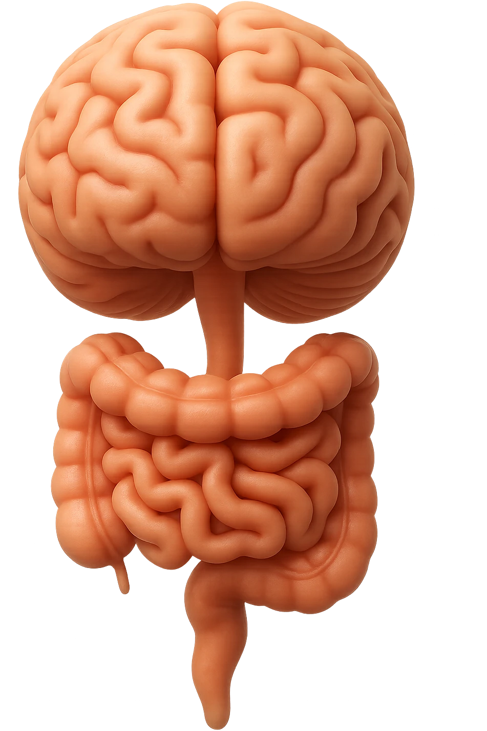 emoji stile iphone in 3d di cervello e intestino collegati verticalmente, iperrealistico 4k emoji