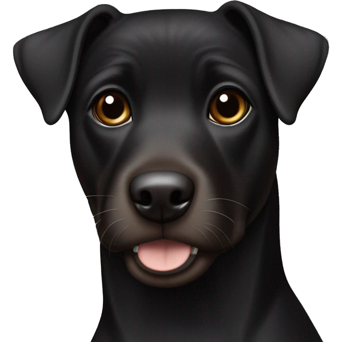 A sitting black Patterdale Terrier dog with a white patch on its chest and brown eyes. emoji