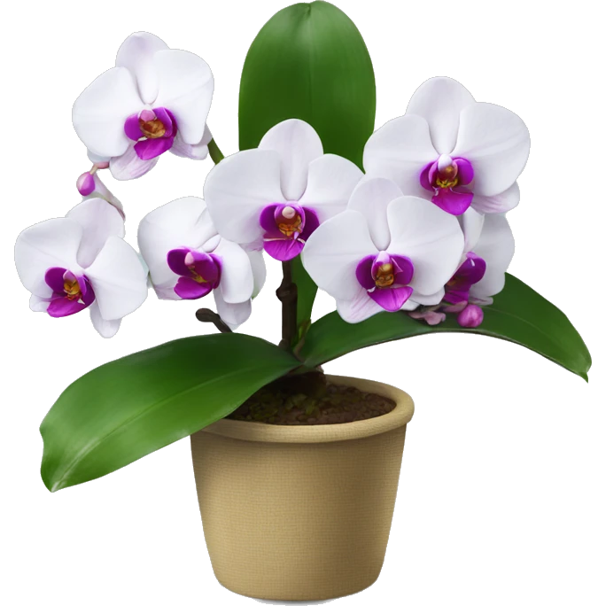 phalaenopsis emoji