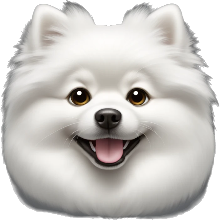 Most pure White pomeranian with dark black eye, smile emoji