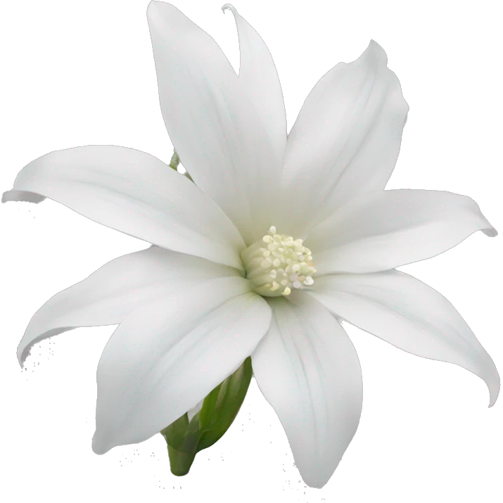 Queen of the night flower white emoji