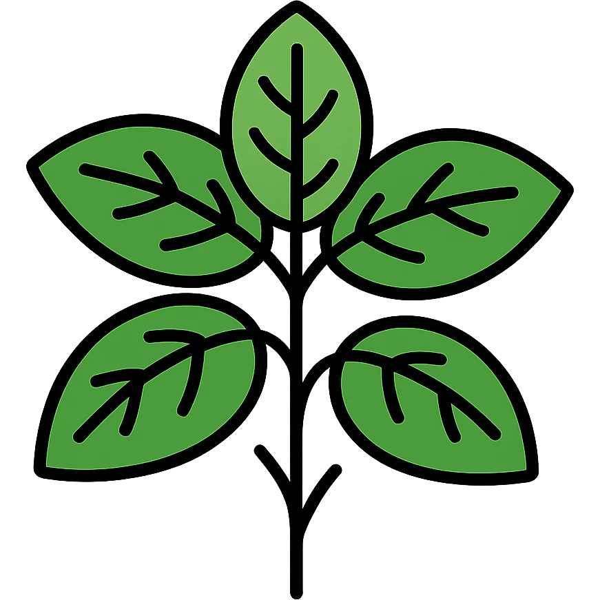 Fresh green basil herb with leaves and stems, botanical illustration emoji