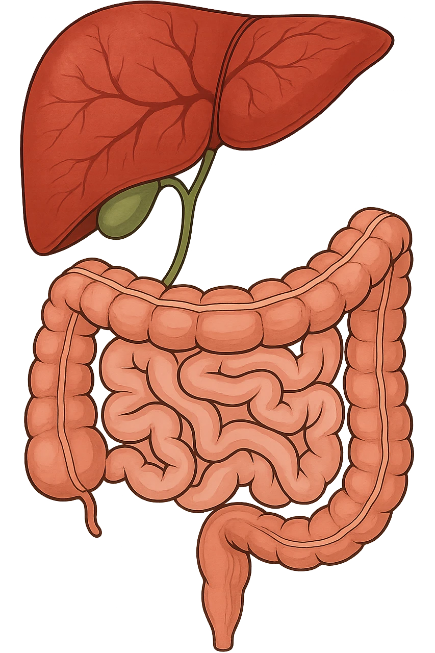 Connessione visiva, fegato , intestino e cistifellea emoji