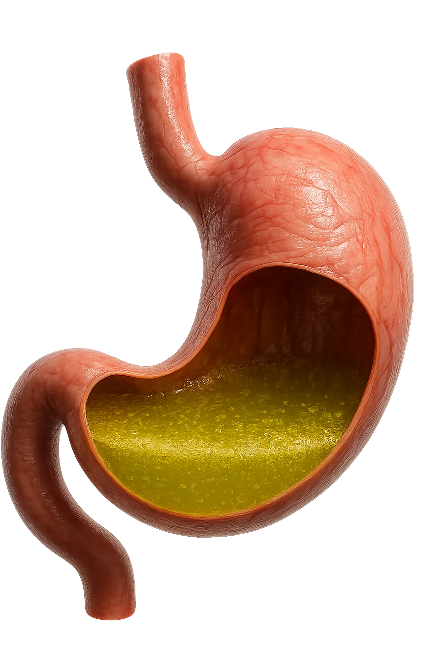 STOMACO ANATOMICO UMANO CON ACIDO GIALLO ALL'INTERNO
IPERREALISTICO 4K, SFONDO BIANCO emoji