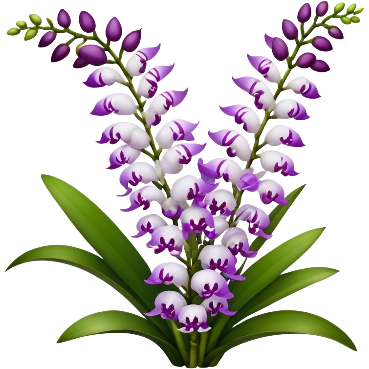 big bouquet white purple Rhynchostylis Orchid, stem, leaf, luxuriant emoji